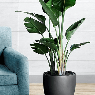 Decorative Flowerpot with a Plant